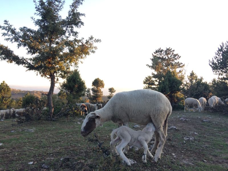 karakecili yorukleri