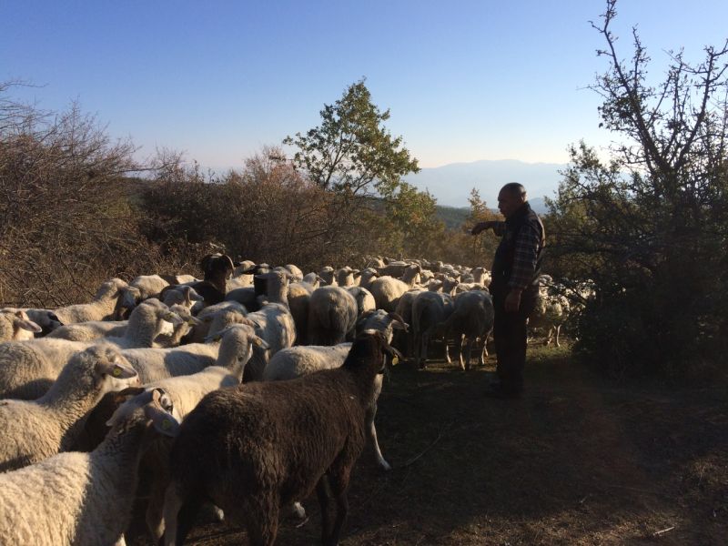 karakecili yorukleri