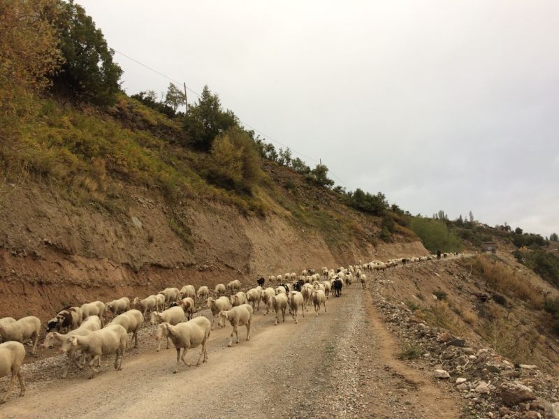 karakecili yorukleri