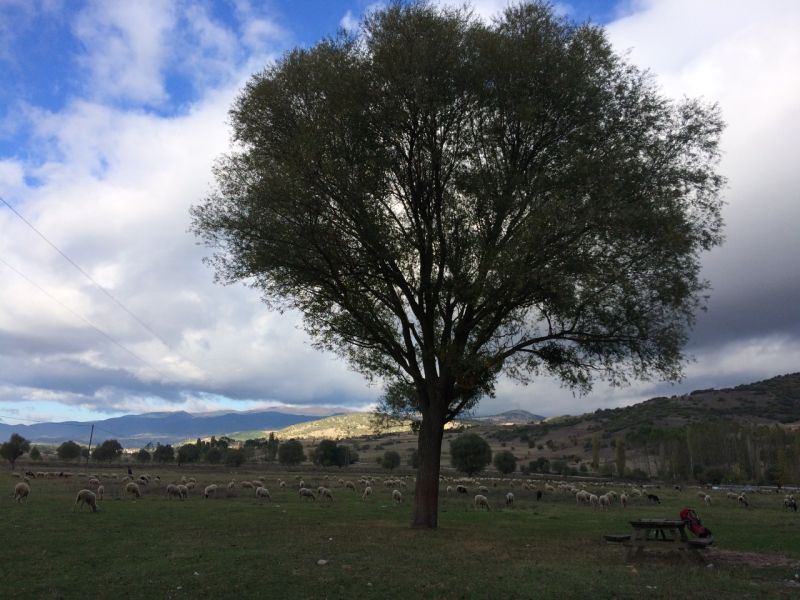 karakecili yorukleri