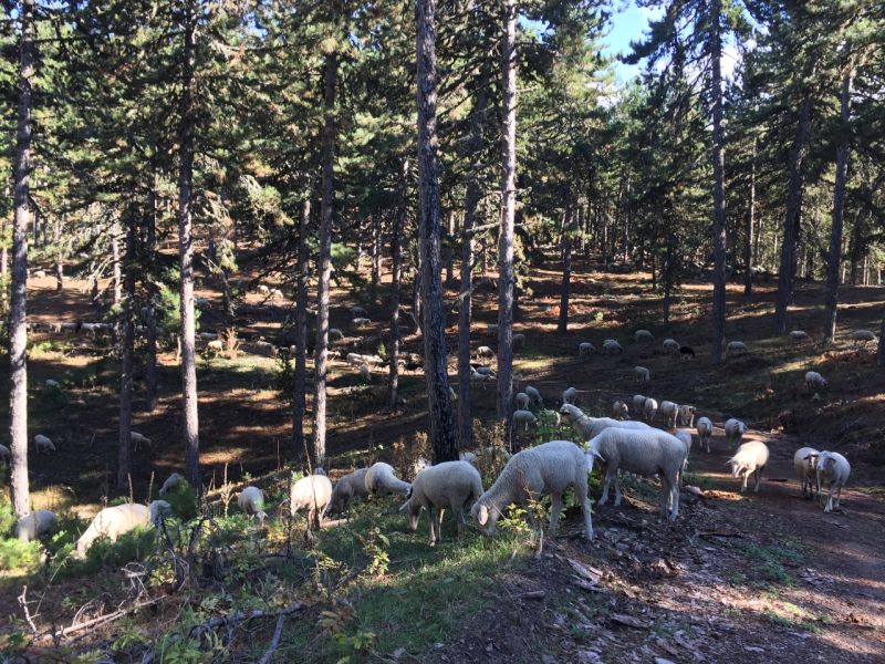 karakecili yorukleri