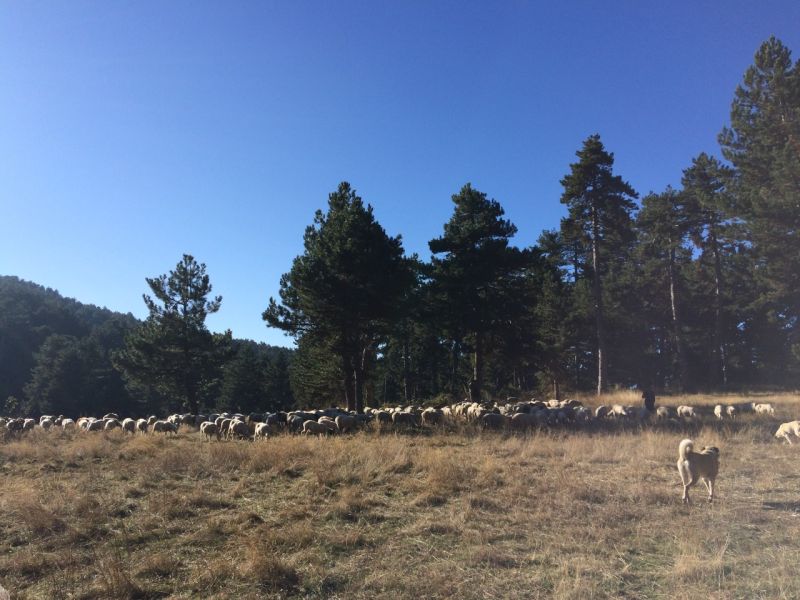 karakecili yorukleri