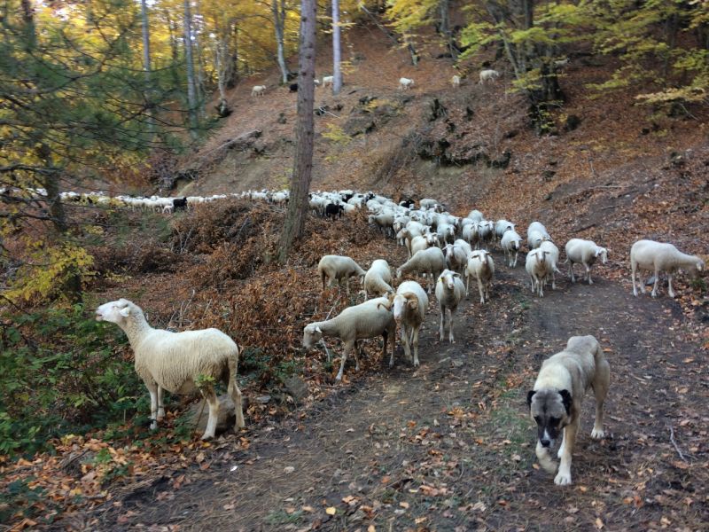 karakecili yorukleri