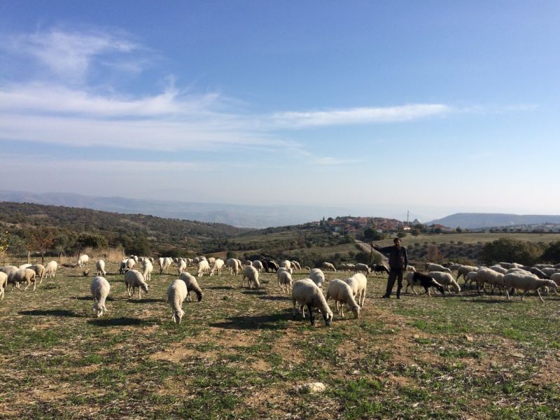 karakecili yorukleri