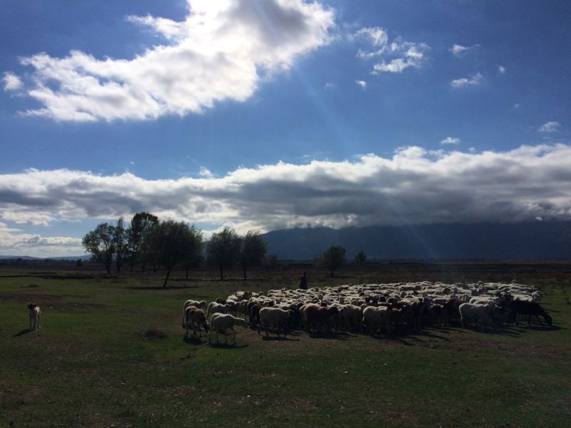 karakecili yorukleri