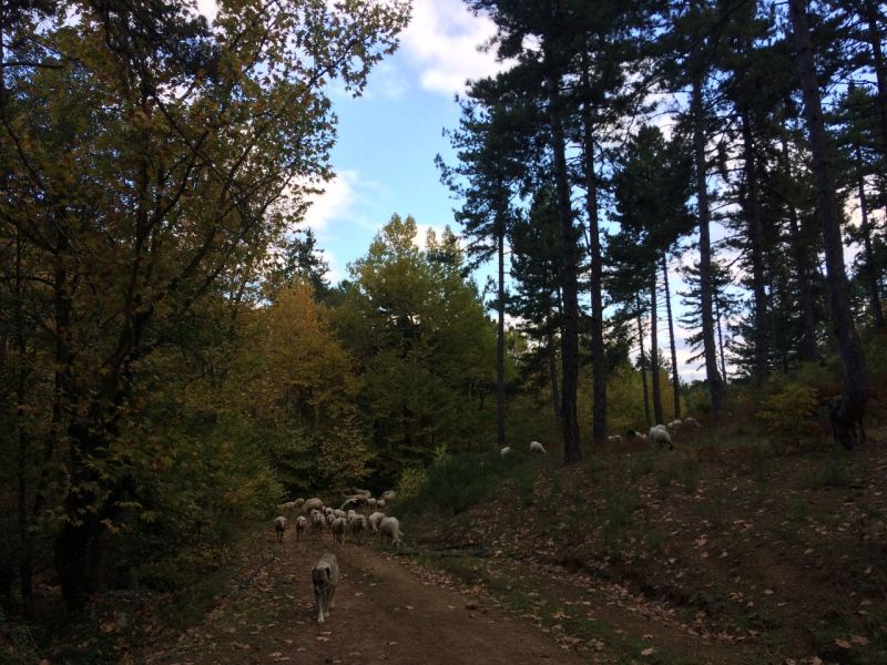 karakecili yorukleri