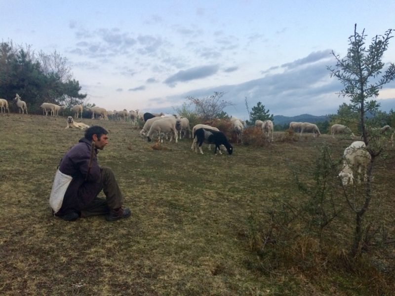 karakecili yorukleri