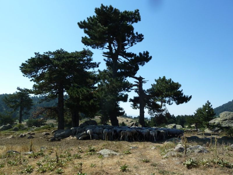 karakecili yorukleri