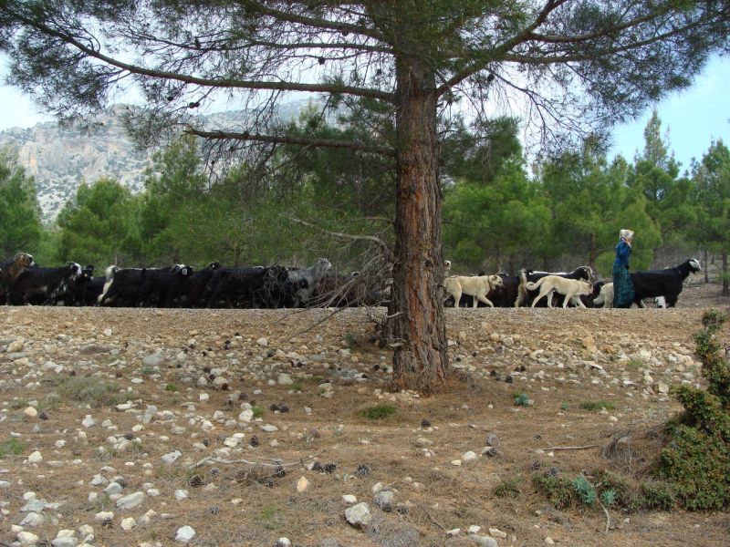 sarikecili yorukleri