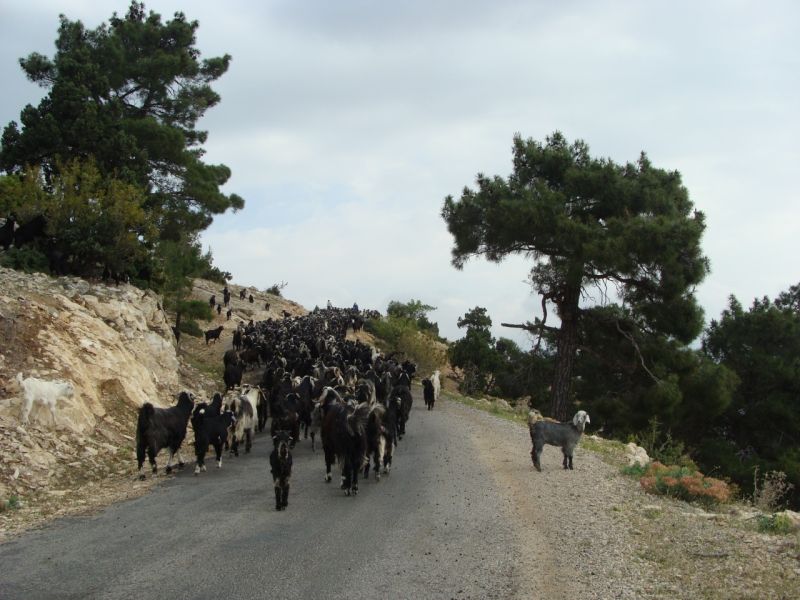 sarikecili yorukleri