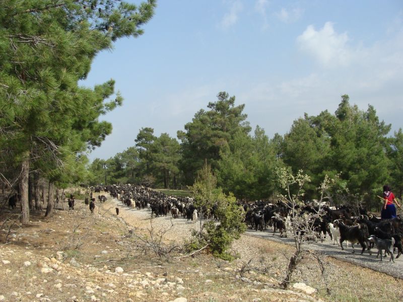 sarikecili yorukleri