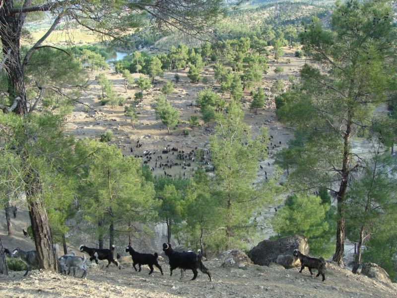 sarikecili yorukleri