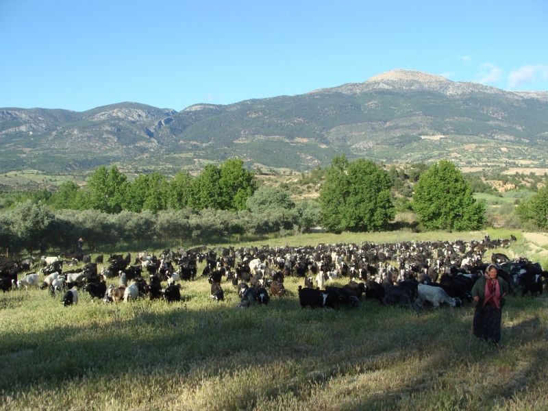 sarikecili yorukleri