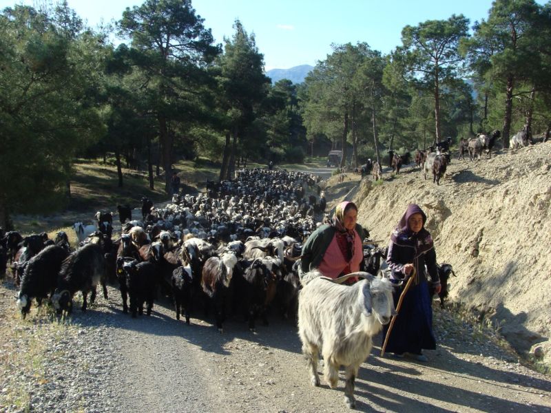 sarikecili yorukleri