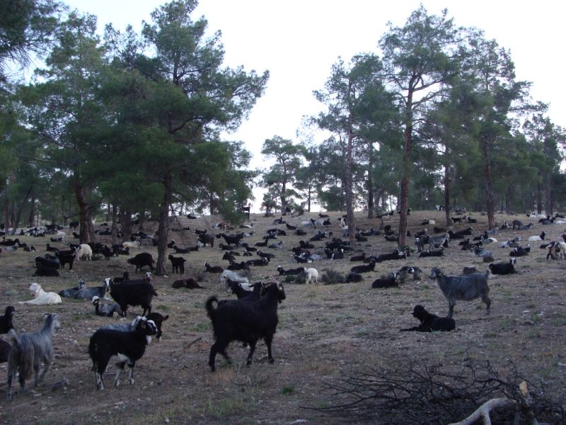 sarikecili yorukleri