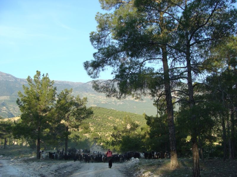 sarikecili yorukleri