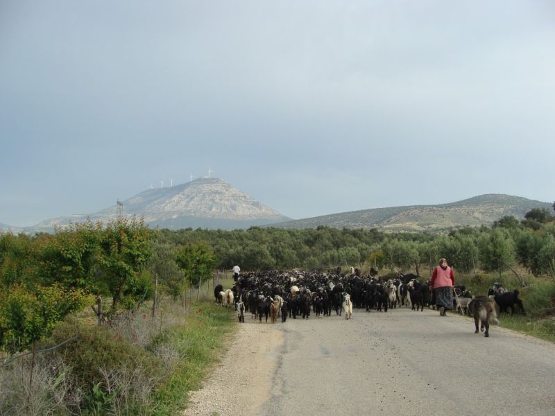 sarikecili yorukleri