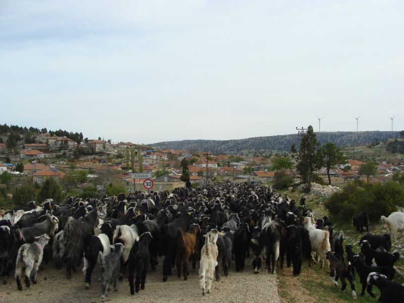 sarikecili yorukleri