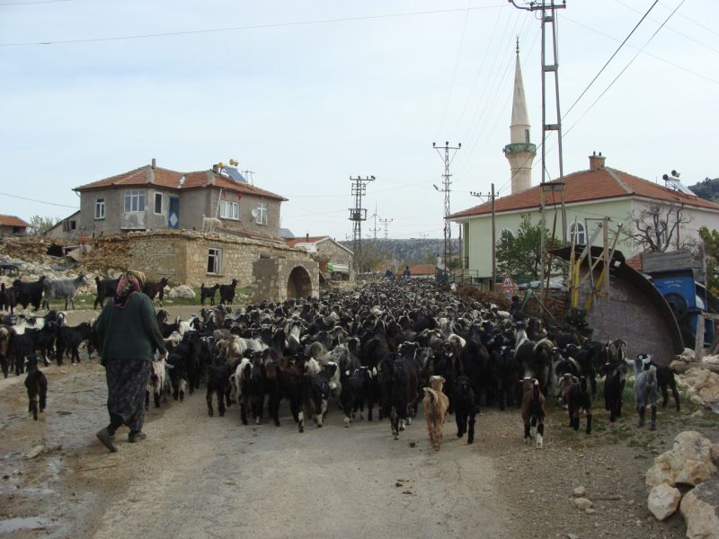 sarikecili yorukleri