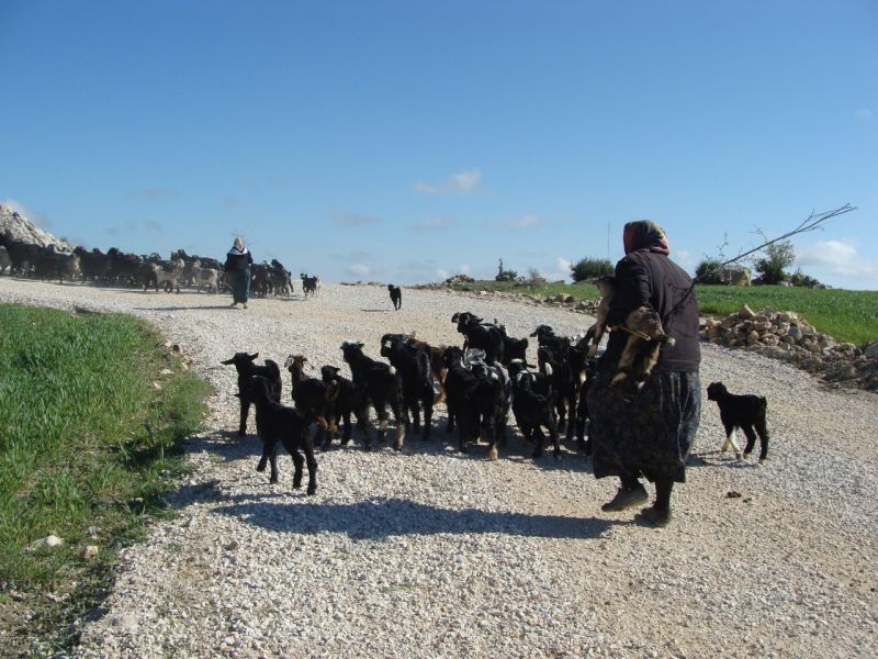 sarikecili yorukleri