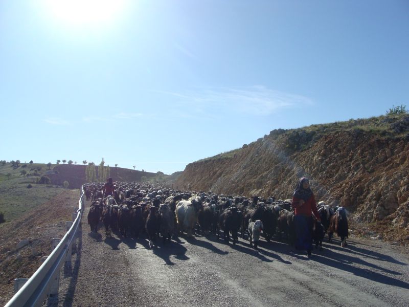 sarikecili yorukleri