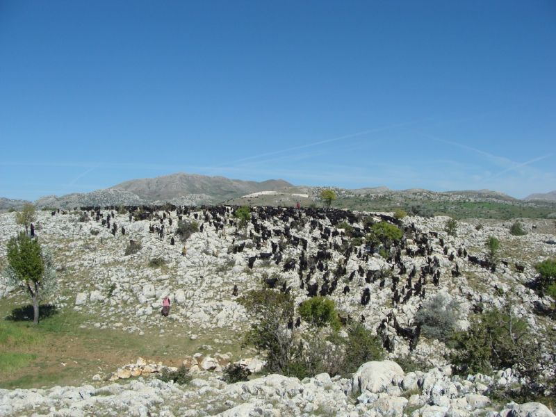 sarikecili yorukleri