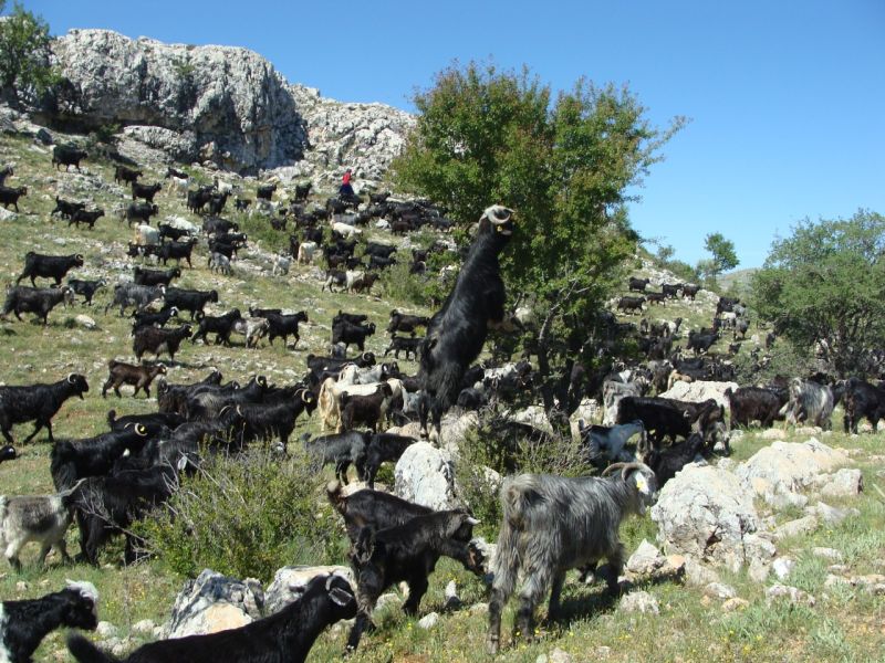 sarikecili yorukleri