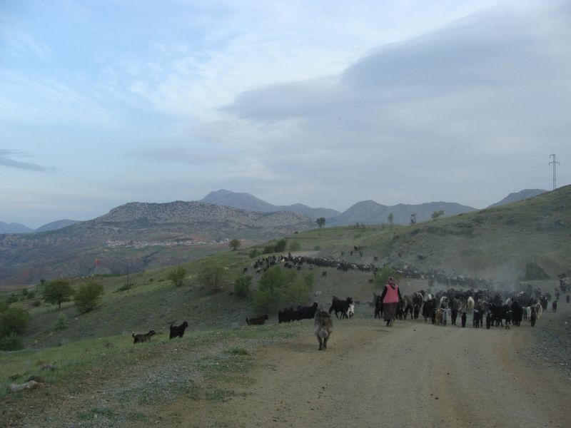 sarikecili yorukleri