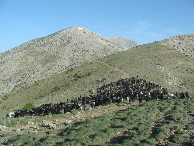 sarikecili yorukleri