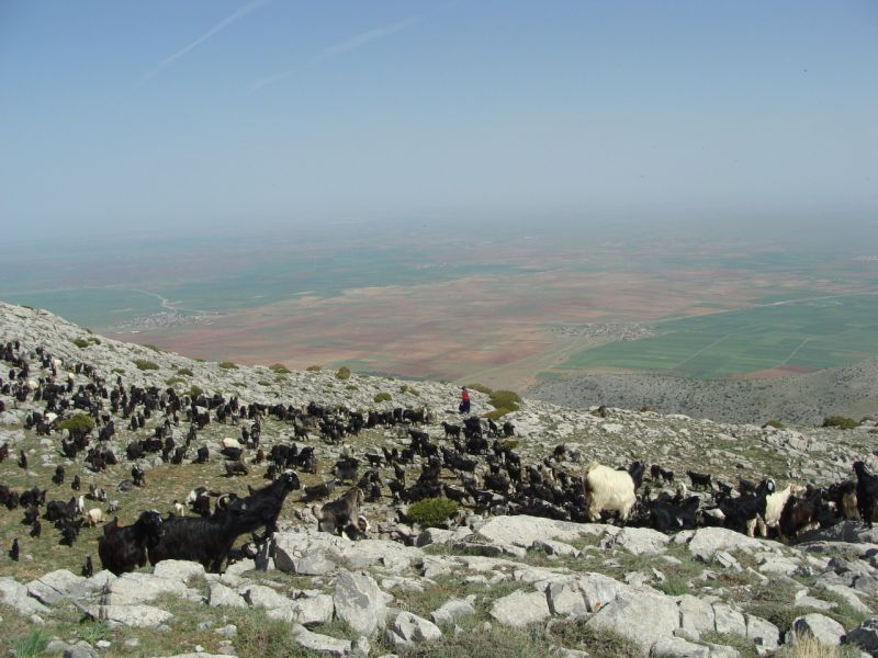 sarikecili yorukleri