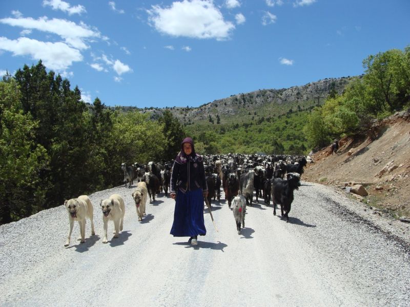 sarikecili yorukleri