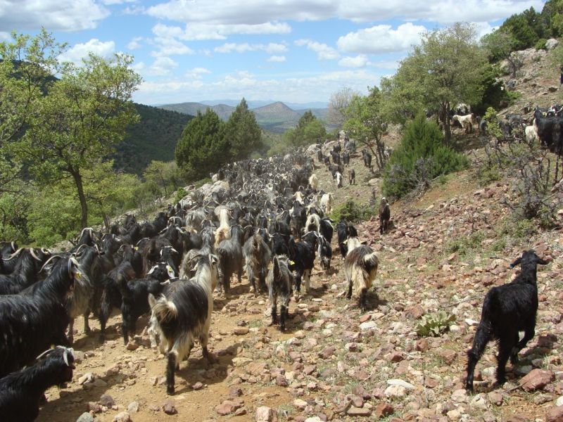 sarikecili yorukleri