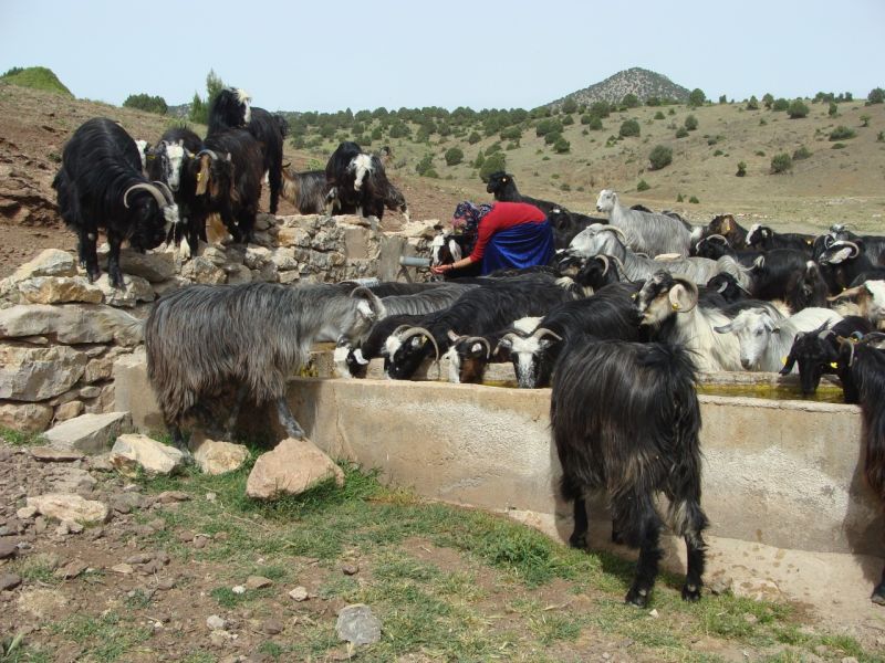 sarikecili yorukleri