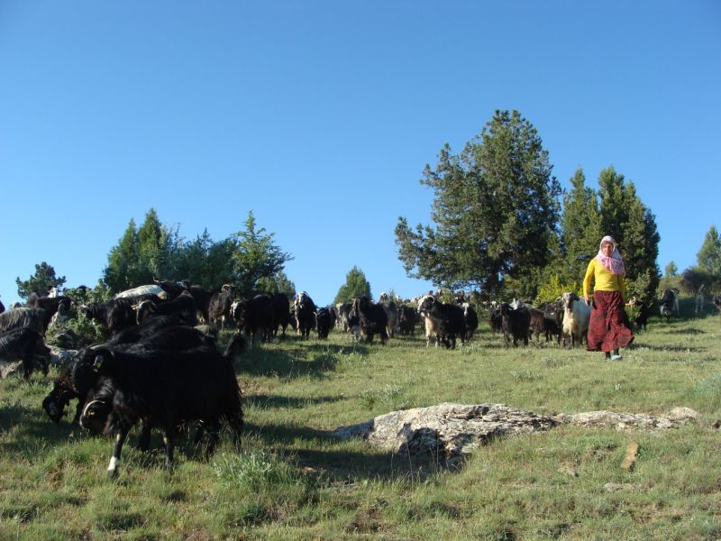 sarikecili yorukleri