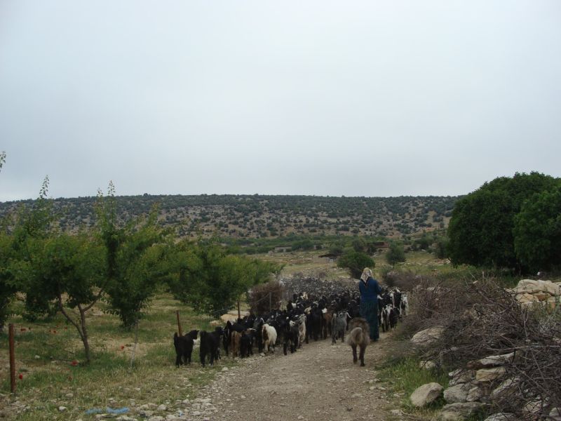 sarikecili yorukleri