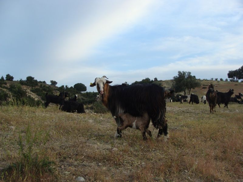 sarikecili yorukleri