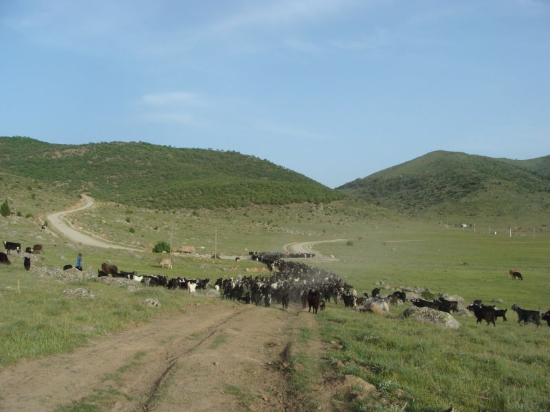 sarikecili yorukleri