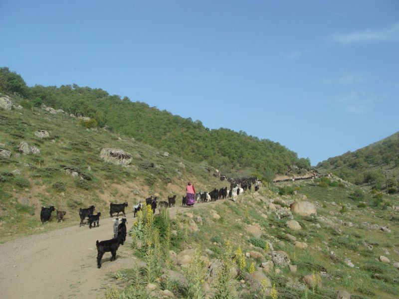 sarikecili yorukleri